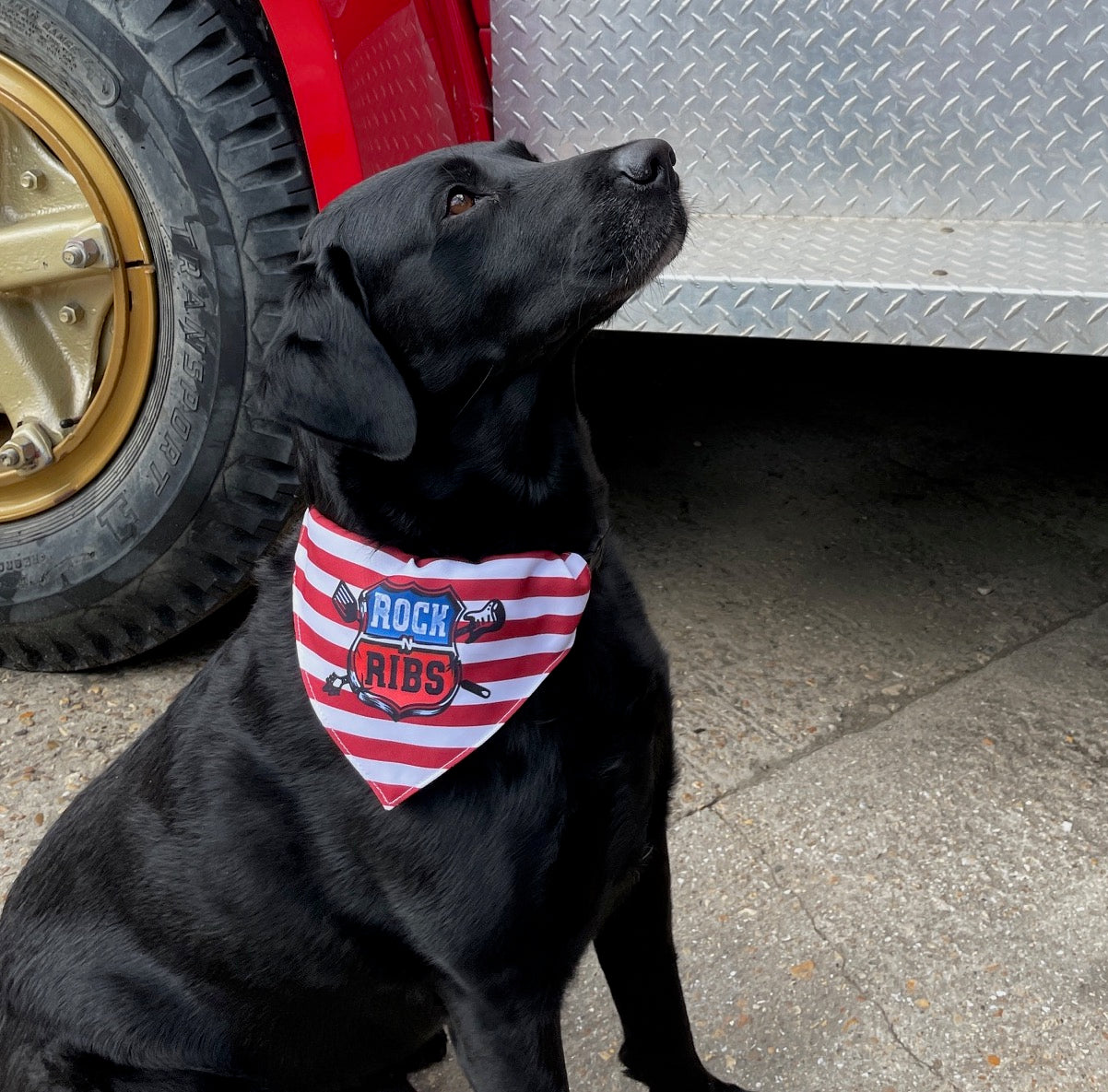 Doggy Bandana