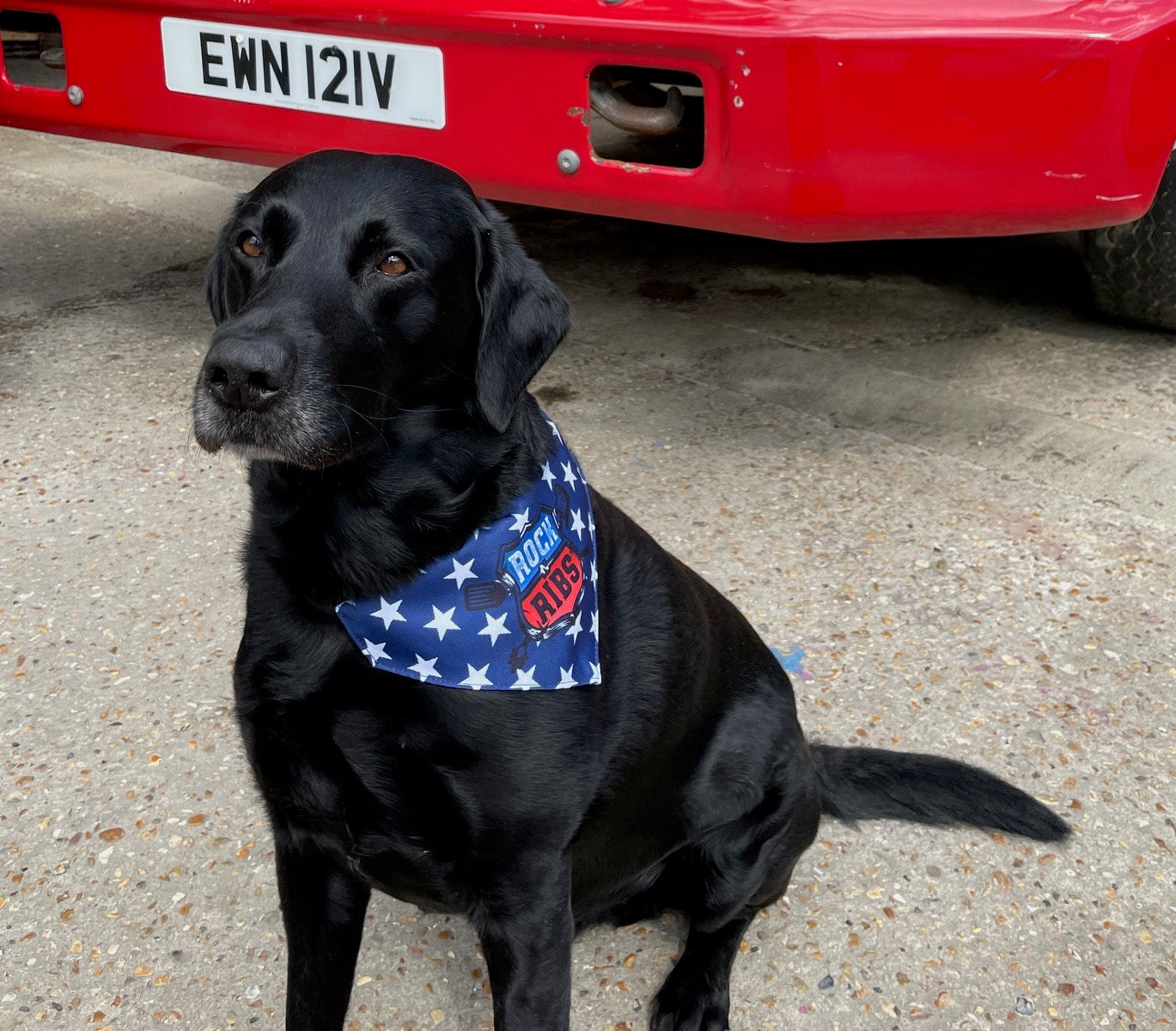 Doggy Bandana